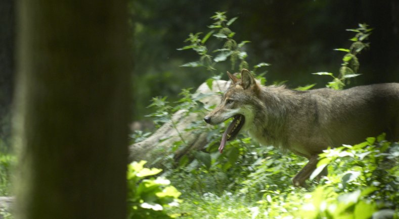 Une aide pour se protéger contre la prédation du loup et de l’ours