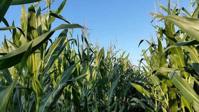 Le poids du stock de maïs américain fait plonger les cours agricoles