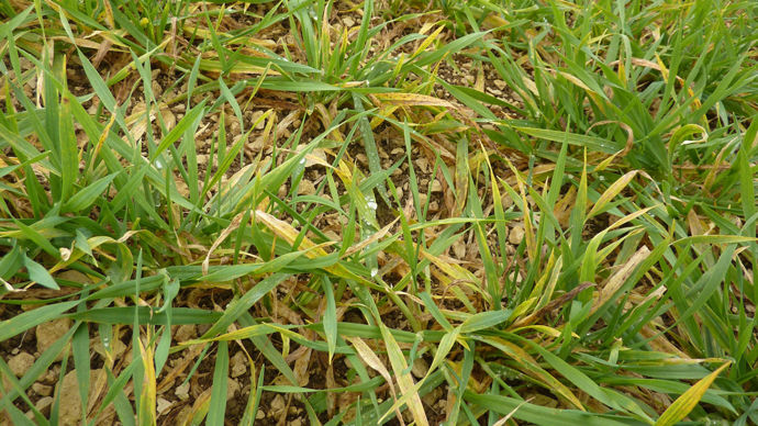 JNO : zoom sur le comportement des variétés de blé tendre et d’orge