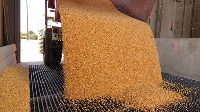 Des résultats très hétérogènes pour la collecte de maïs grain Euralis 2025