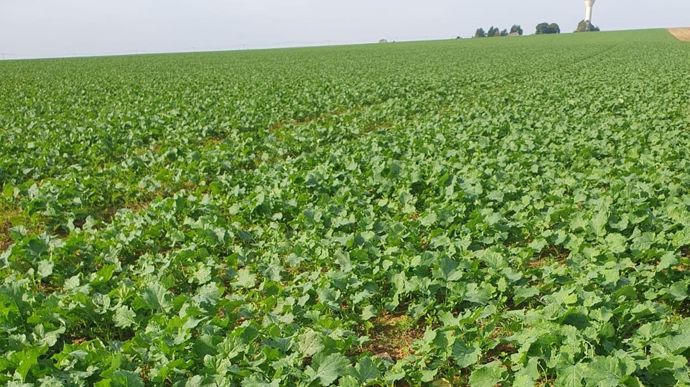 Un début de campagne contrasté pour les colzas 2025/26