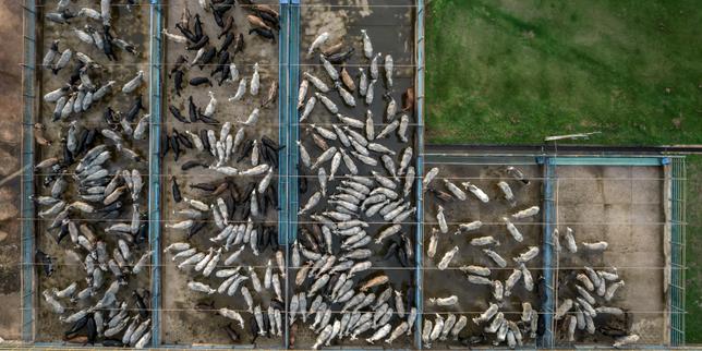 Brésil : un géant de la viande aurait pratiqué du « blanchiment de bétail » élevé sur des terres déforestées, selon Greenpeace