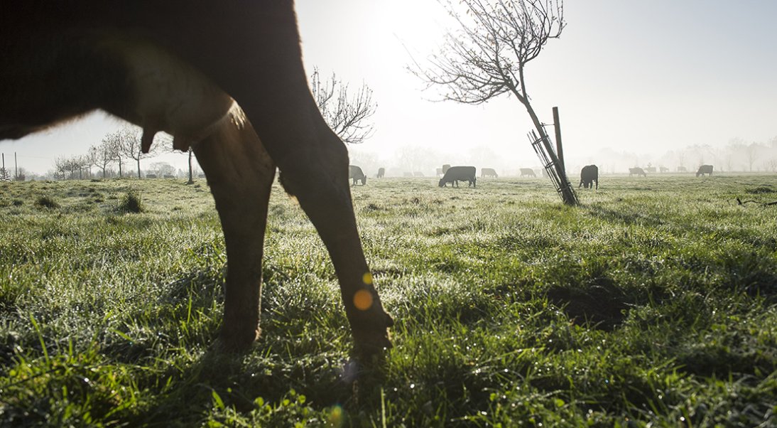 Les enjeux de la lutte contre la tuberculose bovine