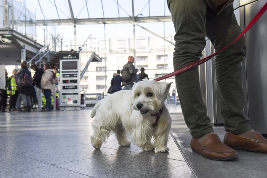 Antibiotiques : les règles à respecter pour la santé des chiens et des chats