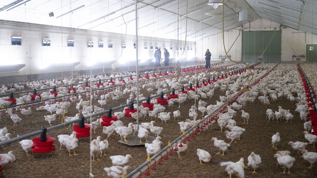 Influenza aviaire hautement pathogène (IAHP) : renforcement des mesures de prévention en élevage dans 4 départements