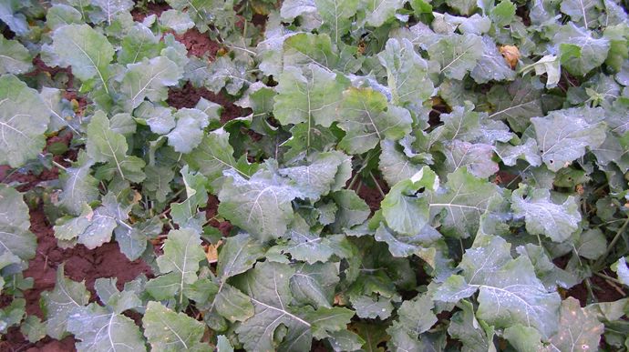 Désherbage des graminées : bien utiliser la propyzamide