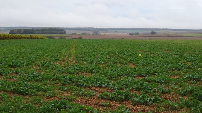 Colza, vérifier la présence de larves d’altises dans chaque parcelle