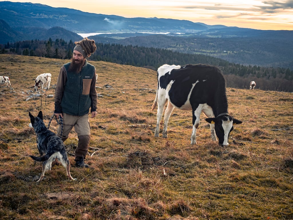 «On se sent pris au piège dans la montagne» : l’épidémie de dermatose immobilise des centaines de vaches dans les alpages