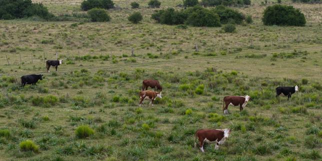 Près de 3 000 bovins débarquent en Libye, après avoir été bloqués pendant un mois au large de la Turquie