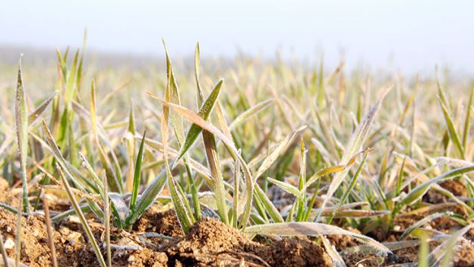 Comment les céréales réagissent au gel ?