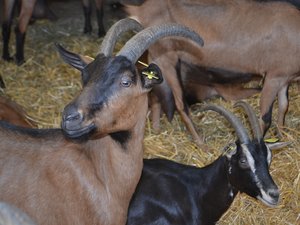 Et si vous deveniez éleveur de chèvres ? La Fromagerie des Cévennes recherche des producteurs de lait, notamment pour le pélardon