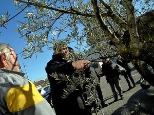 « Nous espérons que les gens répondront présents aussi ce week-end » : dans le Gard, une fête de l’olive est de retour après une longue absence