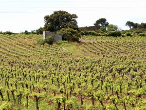 Crise viticole : l’État débloque 130 millions d’euros pour financer un plan d’arrachage définitif et sauver la filière au bord du gouffre
