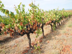 Crise de la viticulture en Occitanie : rendements asséchés par le climat, prix trop faibles, hausse des charges… Ces maux qui étranglent les vignerons