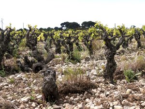 « Le changement climatique bouleverse tout » : quel est l’impact de la vague de froid sur les cultures, l’agriculture et l’élevage en région ?