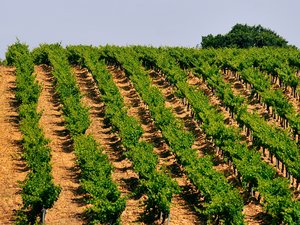 Les vignerons d’AOC appellent les maires et candidats aux élections municipales à s’engager pour les territoires viticoles