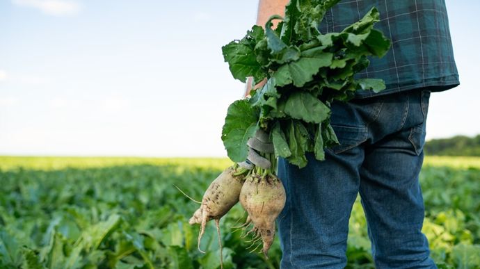 « La betterave, une culture rémunératrice sur le temps long pour les jeunes agriculteurs »