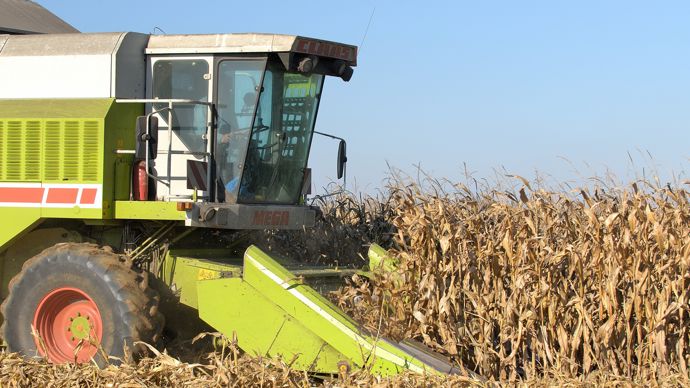 Maïs grain : les résultats complets des variétés expérimentées en 2025