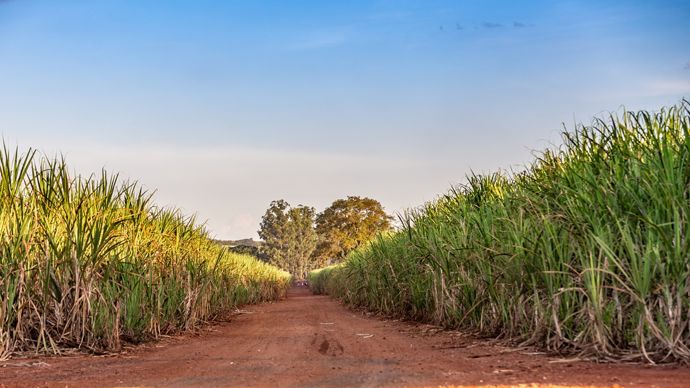 Tereos cède une de ses usines au Brésil