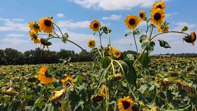 Tournesol sauvage : faire front commun pour en venir à bout !
