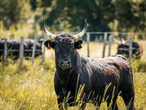 « La dermatose nodulaire appelle à beaucoup d’humilité et de sérieux » : la fédération des manadiers de Camargue lève le confinement mais reste prudente