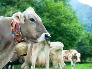 Des habitants se plaignent du bruit des cloches des vaches du tout dernier éleveur de ce village du sud de la France