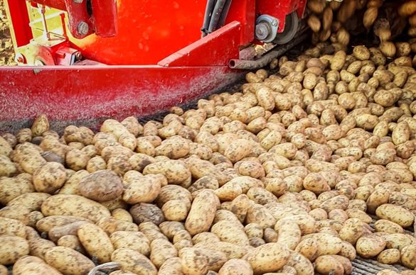 Une campagne pommes de terre 2025 semée d’embûches