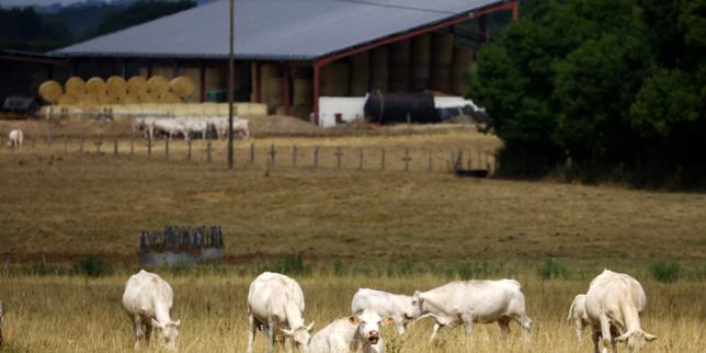 Les seuils de déclaration environnementale ont été relevés pour les élevages bovins