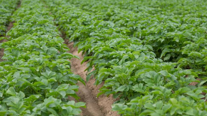 La pomme de terre, en crise de surproduction à l&rsquo;échelle européenne