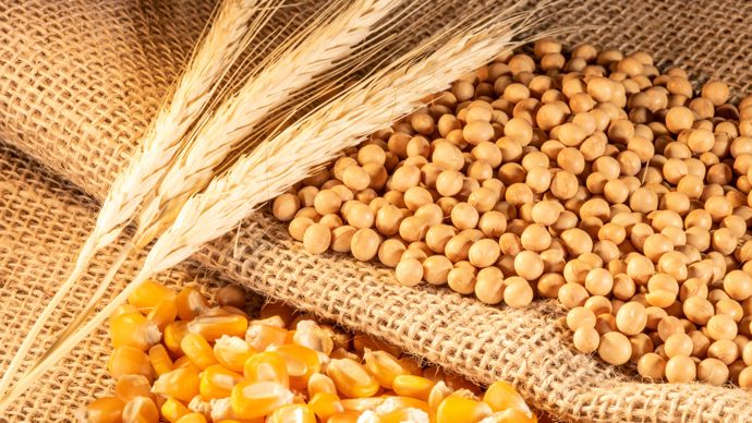 Stabilité sur les marchés agricoles, légère prime pour le soja américain