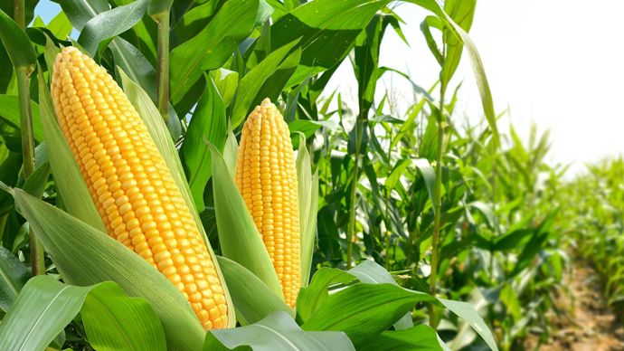 Les exportations américaines de maïs revues en hausse