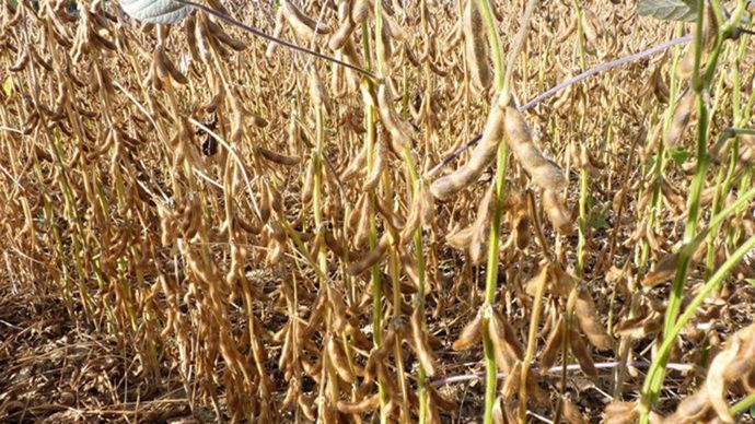 Sur les marchés agricoles, les prix soutenus du soja américain