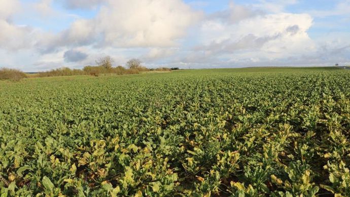L. Duplomb dépose un nouveau texte pour réintroduire des pesticides interdits
