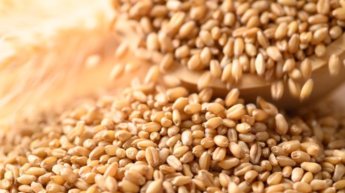 Céréales bio : « une légère reprise des reconversions »