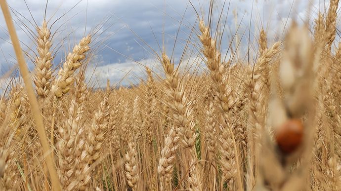 Production de blé : comment anticiper les risques climatiques en France d’ici 2100