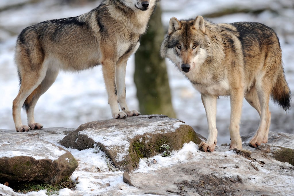 «Protégé ou non, l’éleveur aura le droit à un tir de défense» contre les loups: le gouvernement va assouplir les règles d’abattage