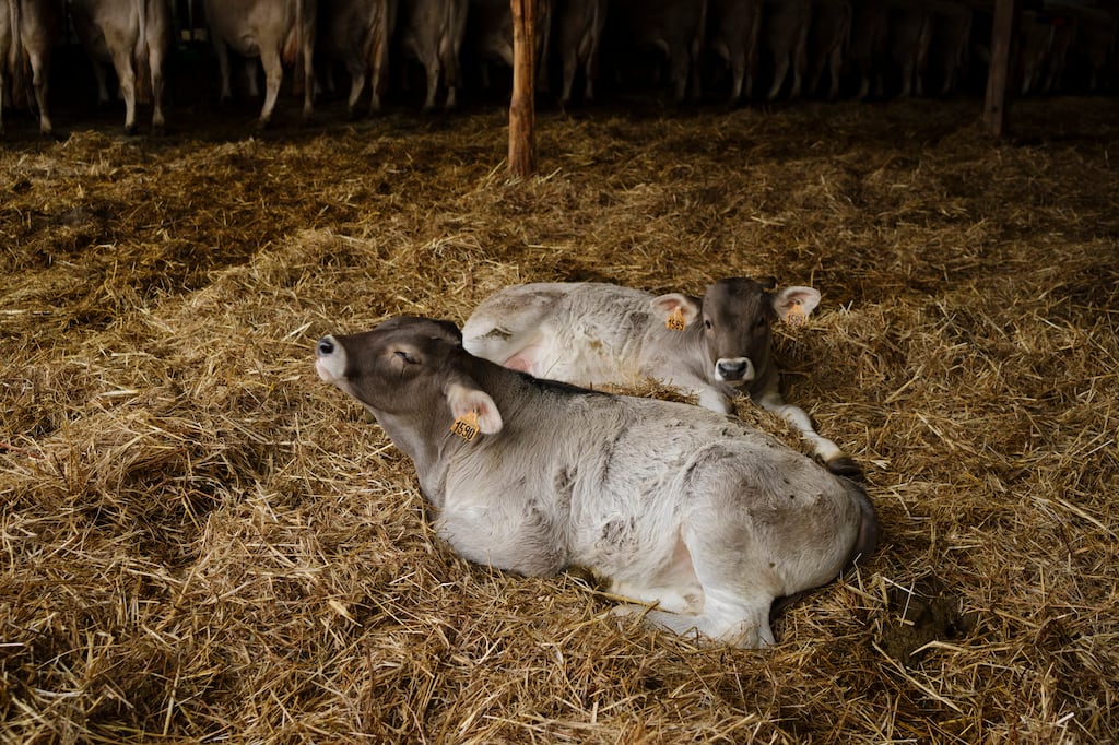 Loi Duplomb : deux décrets pour faciliter l’élargissement des élevages