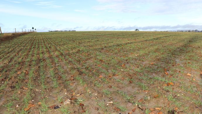 Ajuster la conduite des céréales en cas d’excès d’eau ?