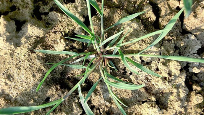 Céréales à paille : un bilan s’impose sur les infestations en adventices