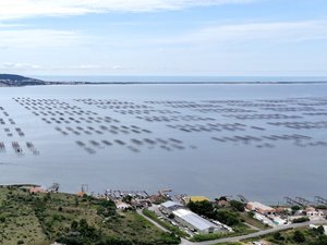 Huîtres et moules de l’étang de Thau : la commercialisation des coquillages va pouvoir reprendre après près de deux mois de fermeture