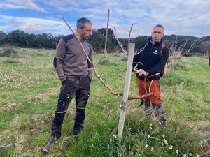 « Le pistachier résiste bien à la chaleur » : avec le réchauffement climatique, des agriculteurs gardois font le pari de la culture de la pistache