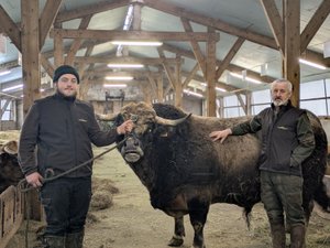 Il devait participer à son premier Salon de l’agriculture : le taureau Titan restera finalement à La Fage-Montivernoux