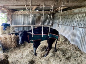 Comment l’éleveur de chevaux de pique nîmois, Philippe Heyral, a sauvé la vie de la vache « Fragofi »